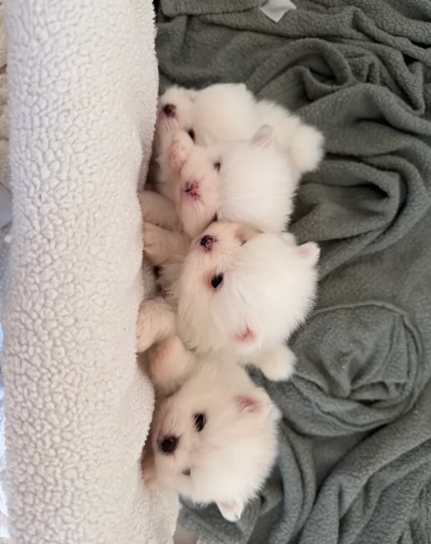 Bellissimi Pomerania per adozione | Foto 2