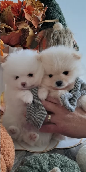 Bellissimi Pomerania per adozione