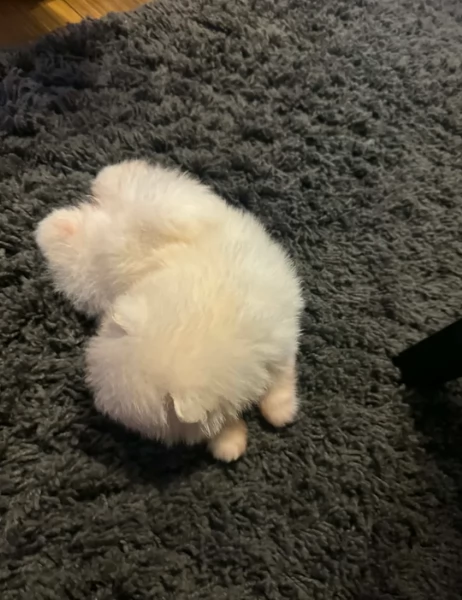 Bellissimi Pomerania per adozione