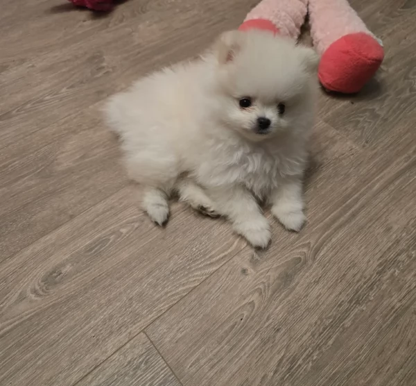 Bellissimi Pomerania per adozione | Foto 0