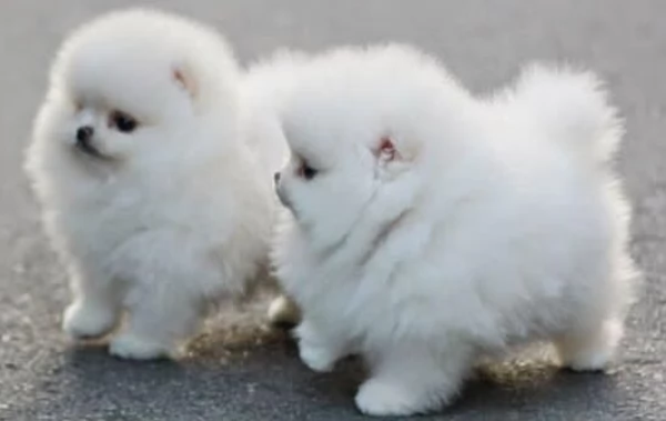 Bellissimi Pomerania per adozione | Foto 2