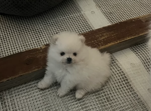 Bellissimi Pomerania per adozione | Foto 5