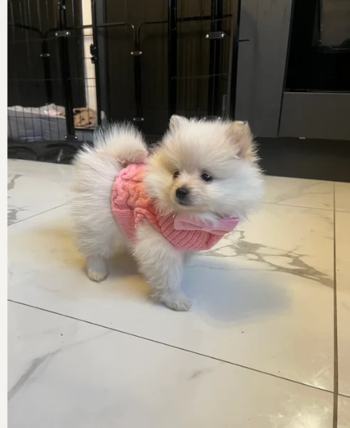 Bellissimi Pomerania per adozione | Foto 0