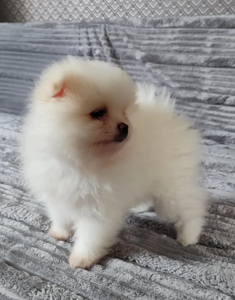 Bellissimi Pomerania per adozione | Foto 4