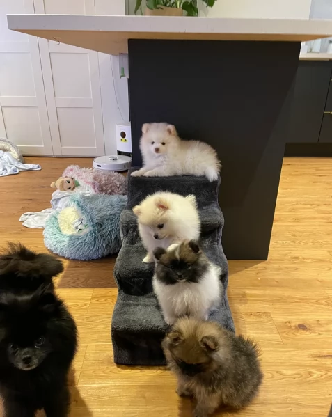 Bellissimi Pomerania per adozione | Foto 3