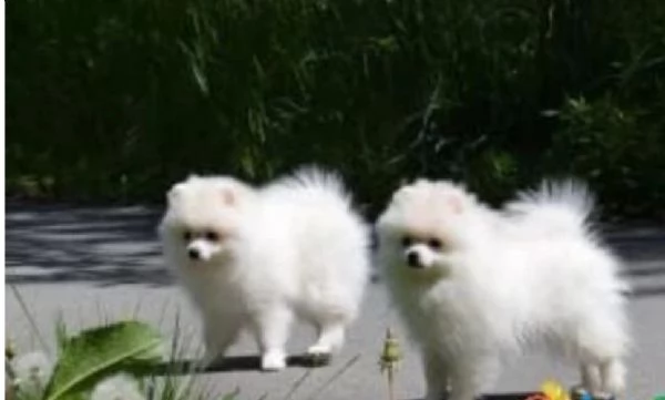 Bellissimi Pomerania per adozione