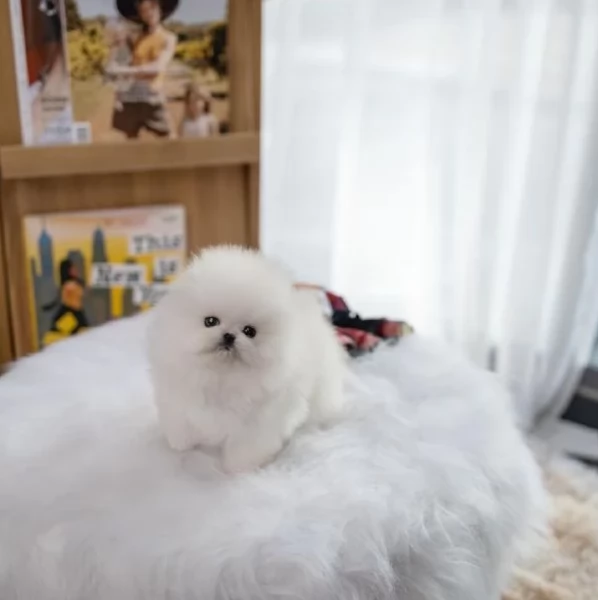 Bellissimi Pomerania per adozione | Foto 6