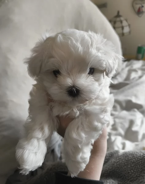 stupendi Maltese cuccioli di taglia piccola per adozione