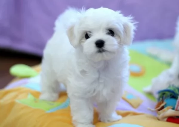 stupendi Maltese cuccioli di taglia piccola per adozione