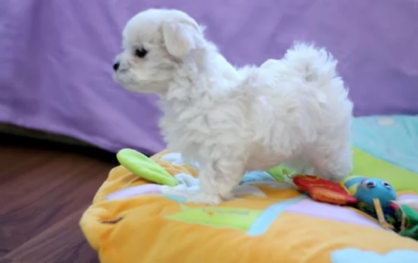 stupendi Maltese cuccioli di taglia piccola per adozione