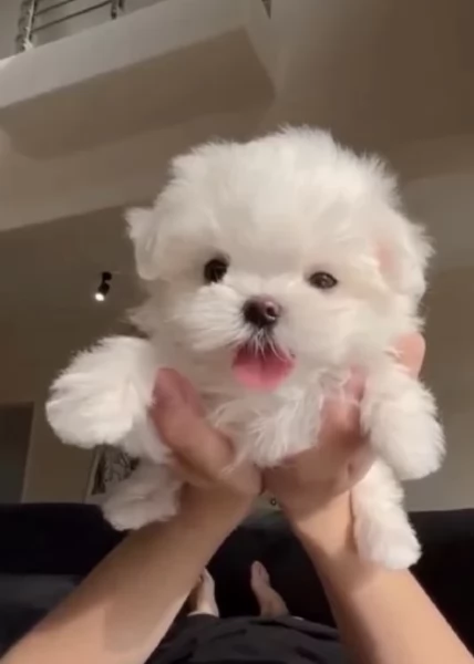 stupendi Maltese cuccioli di taglia piccola per adozione | Foto 0