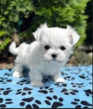 stupendi Maltese cuccioli di taglia piccola per adozione | Foto 5