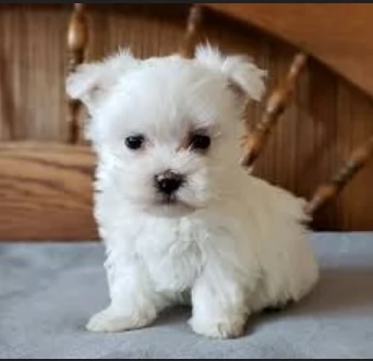 stupendi Maltese cuccioli di taglia piccola per adozione | Foto 2