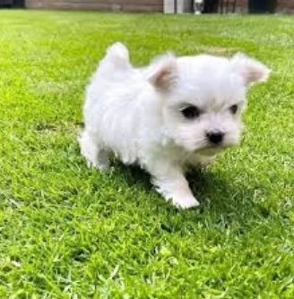 stupendi Maltese cuccioli di taglia piccola per adozione | Foto 1