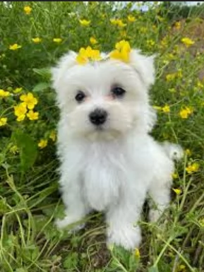 stupendi Maltese cuccioli di taglia piccola per adozione | Foto 0