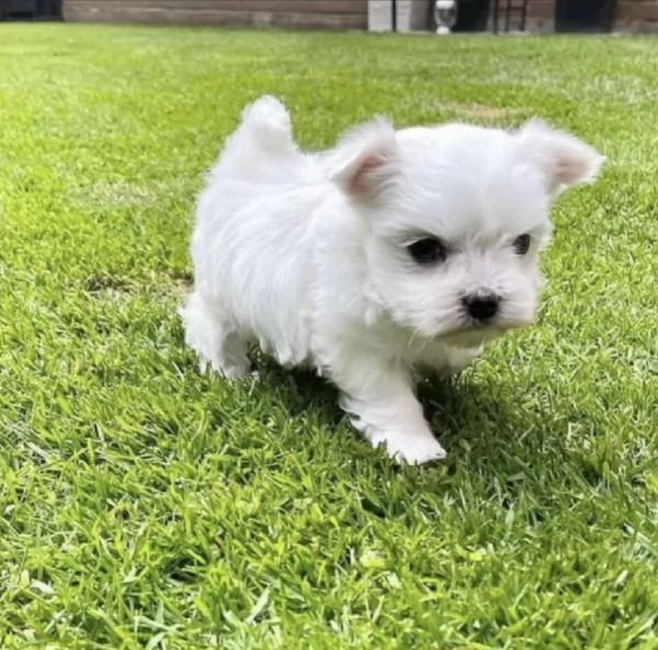 stupendi Maltese cuccioli di taglia piccola per adozione