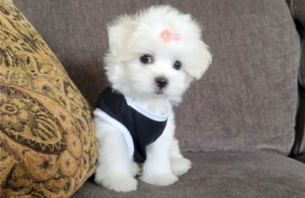 stupendi Maltese cuccioli di taglia piccola per adozione | Foto 5