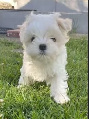 stupendi Maltese cuccioli di taglia piccola per adozione | Foto 1