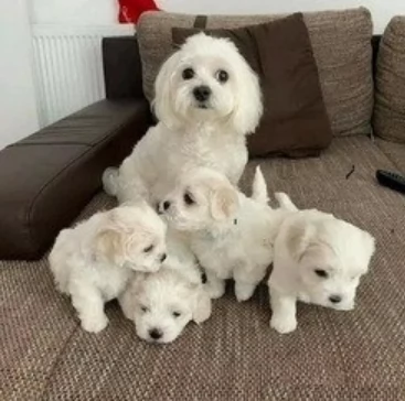 stupendi Maltese cuccioli di taglia piccola per adozione | Foto 0