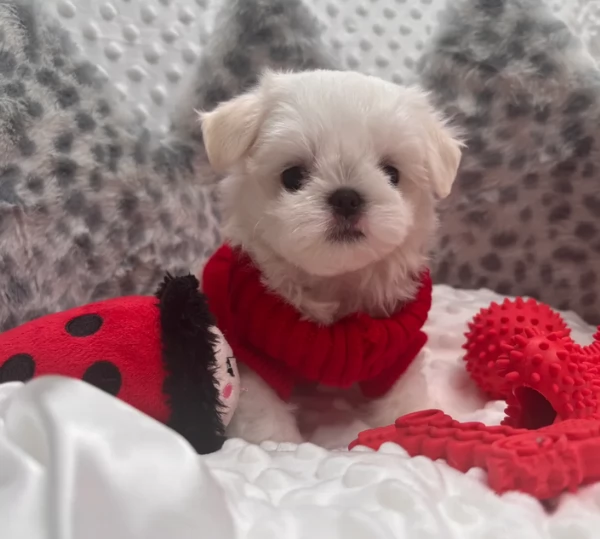 stupendi Maltese cuccioli di taglia piccola per adozione | Foto 5