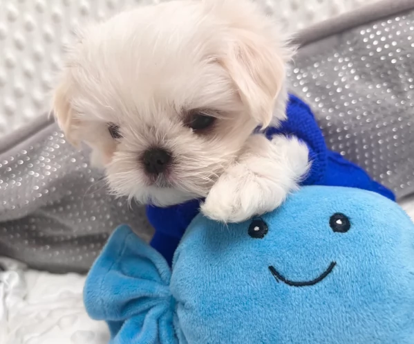 stupendi Maltese cuccioli di taglia piccola per adozione | Foto 0