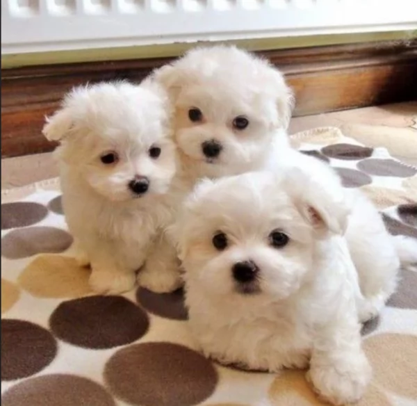 stupendi Maltese cuccioli di taglia piccola per adozione