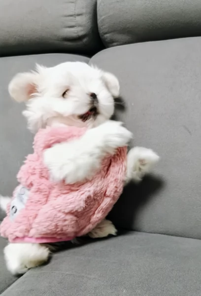 stupendi Maltese cuccioli di taglia piccola per adozione | Foto 1