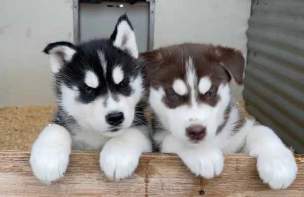 stupendi cuccioli di Siberian Husky disponibili per adozione | Foto 1