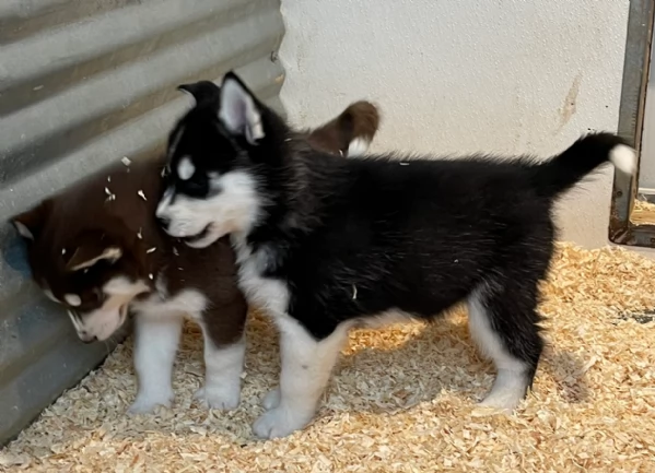 stupendi cuccioli di Siberian Husky disponibili per adozione | Foto 0