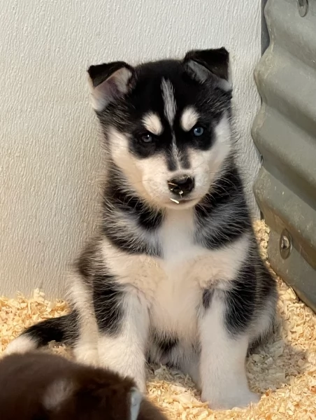 stupendi cuccioli di Siberian Husky disponibili per adozione