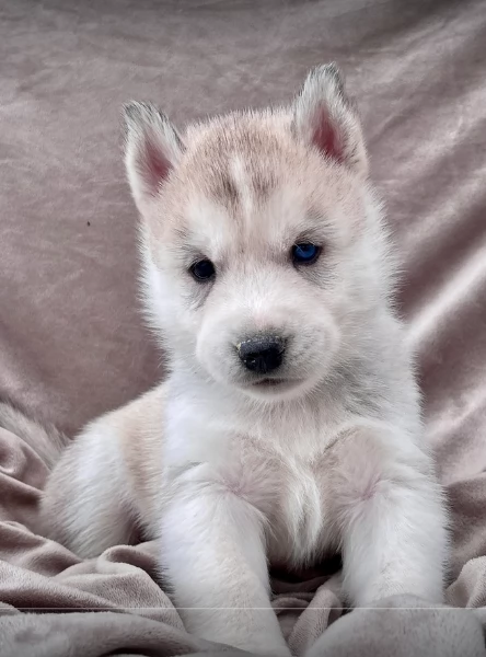 stupendi cuccioli di Siberian Husky disponibili per adozione | Foto 2