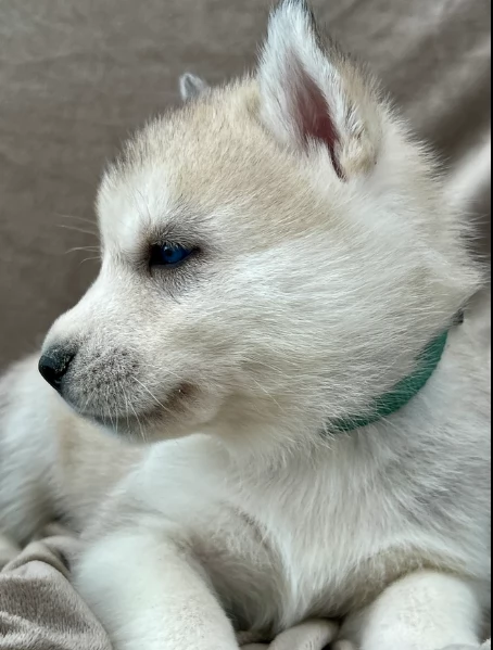 stupendi cuccioli di Siberian Husky disponibili per adozione | Foto 4