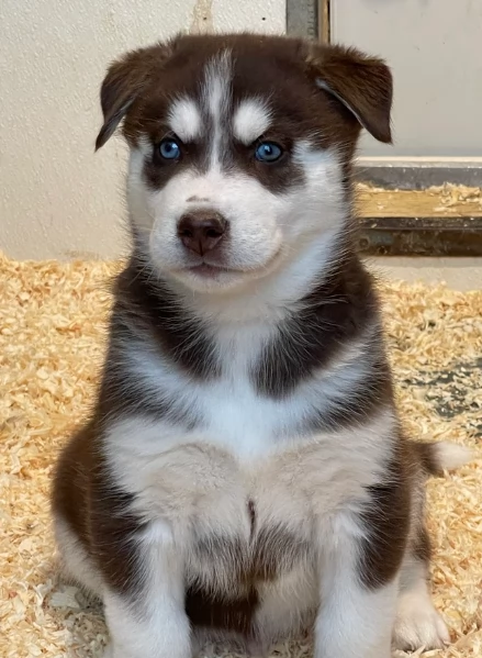 stupendi cuccioli di Siberian Husky disponibili per adozione | Foto 5