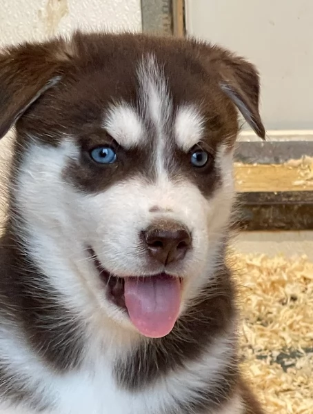 stupendi cuccioli di Siberian Husky disponibili per adozione | Foto 3