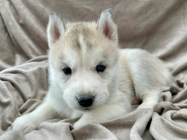 stupendi cuccioli di Siberian Husky disponibili per adozione | Foto 0
