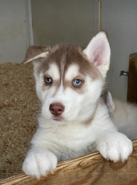 stupendi cuccioli di Siberian Husky disponibili per adozione | Foto 6
