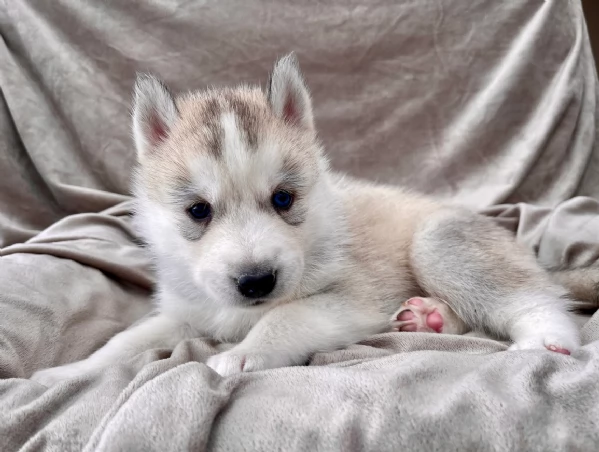 stupendi cuccioli di Siberian Husky disponibili per adozione | Foto 3