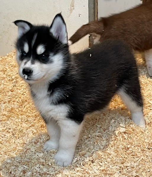stupendi cuccioli di Siberian Husky disponibili per adozione | Foto 0