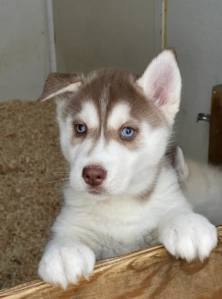 stupendi cuccioli di Siberian Husky disponibili per adozione