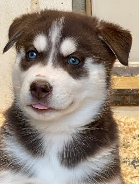 stupendi cuccioli di Siberian Husky disponibili per adozione | Foto 4
