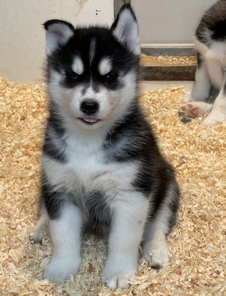 stupendi cuccioli di Siberian Husky disponibili per adozione | Foto 1