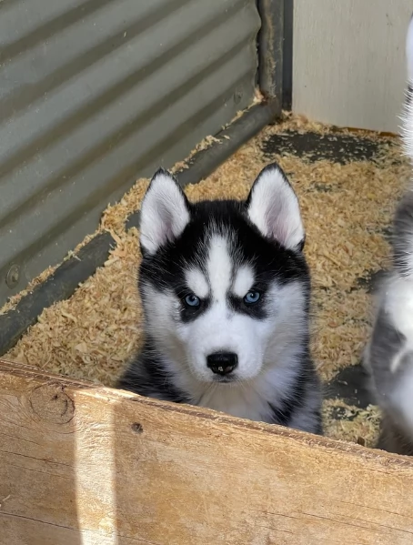 stupendi cuccioli di Siberian Husky disponibili per adozione | Foto 1