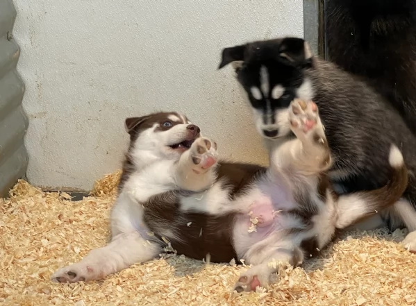 stupendi cuccioli di Siberian Husky disponibili per adozione | Foto 1