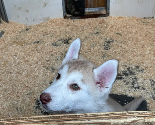 stupendi cuccioli di Siberian Husky disponibili per adozione | Foto 2