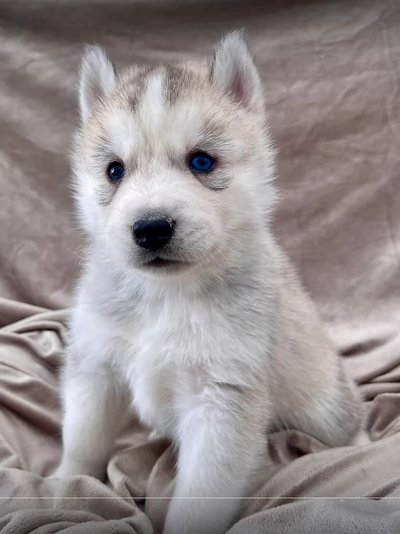 stupendi cuccioli di Siberian Husky disponibili per adozione | Foto 1