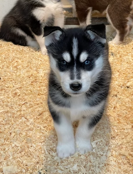 stupendi cuccioli di Siberian Husky disponibili per adozione | Foto 0