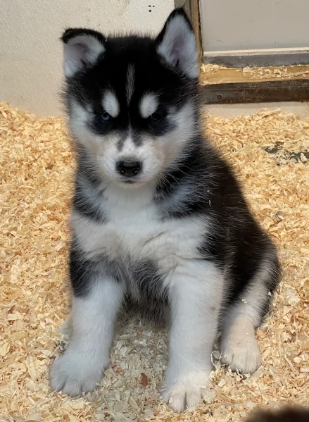 stupendi cuccioli di Siberian Husky disponibili per adozione | Foto 6