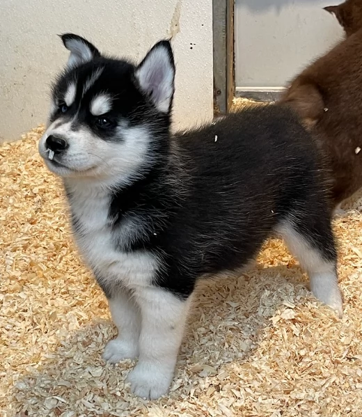 stupendi cuccioli di Siberian Husky disponibili per adozione | Foto 4