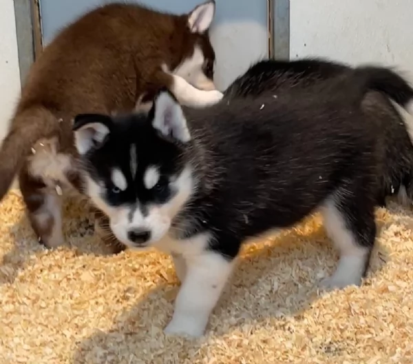 stupendi cuccioli di Siberian Husky disponibili per adozione