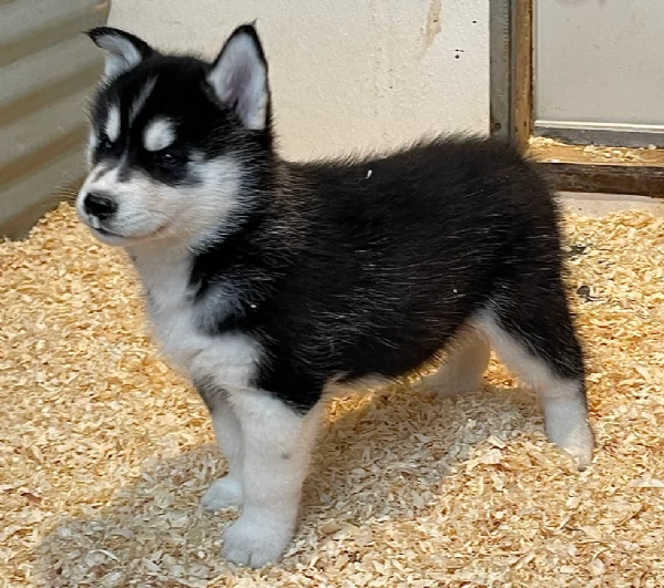 stupendi cuccioli di Siberian Husky disponibili per adozione | Foto 3